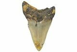 Serrated, Fossil Megalodon Tooth - North Carolina #298907-1